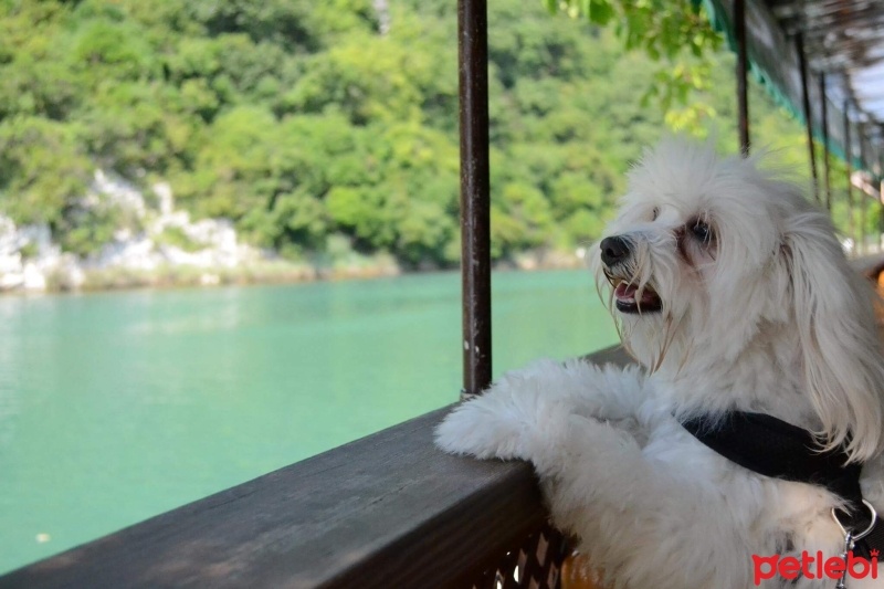 Maltese, Köpek  puffy fotoğrafı