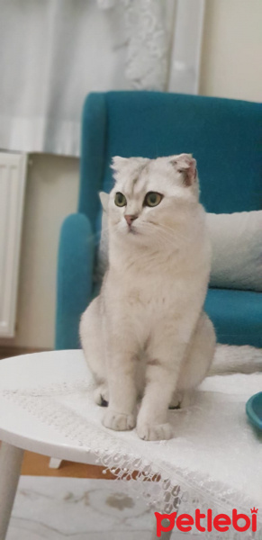 Scottish Fold, Kedi  Latte fotoğrafı