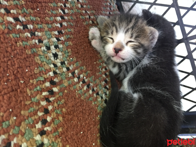 Californian Spangled, Kedi  Çakıl fotoğrafı