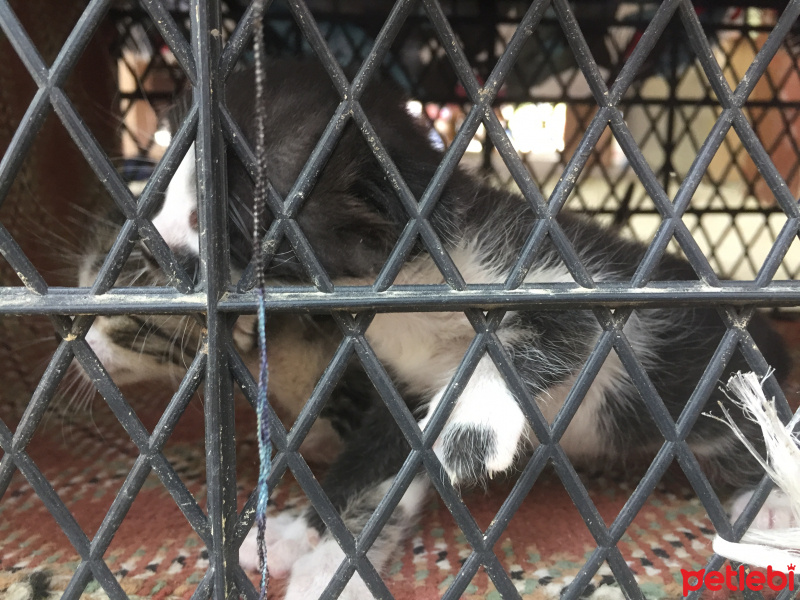 Californian Spangled, Kedi  Çakıl fotoğrafı