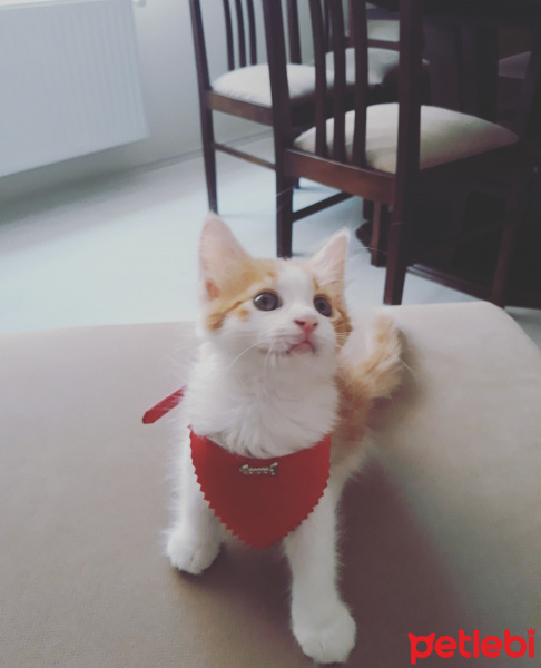 Tekir Kedi, Kedi  Romeo fotoğrafı