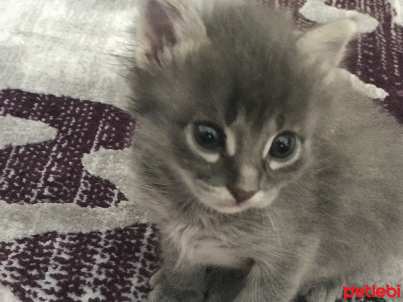 Soke, Kedi  İsis fotoğrafı