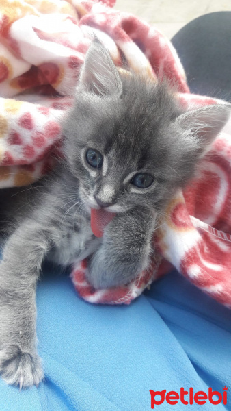 Soke, Kedi  İsis fotoğrafı