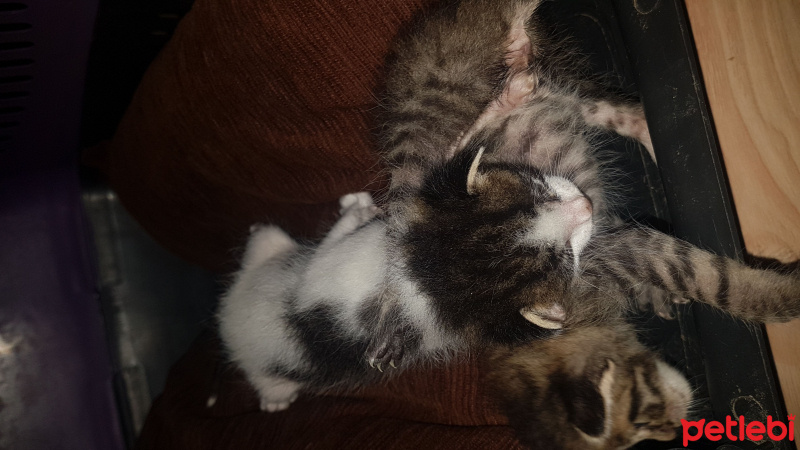 Tekir Kedi, Kedi  Inan fotoğrafı