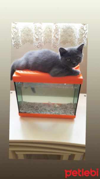 British Shorthair, Kedi  Rıfkı fotoğrafı
