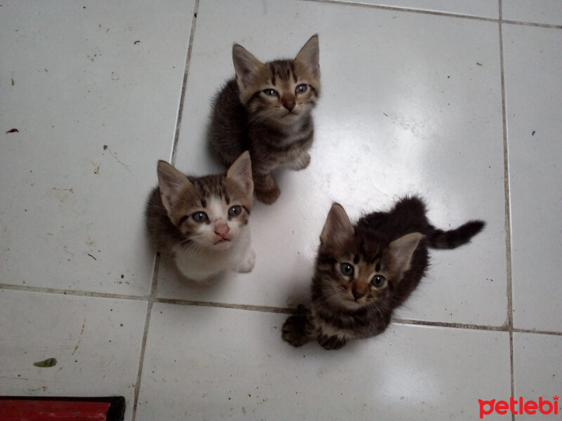 Tekir Kedi, Kedi  Boncuk fotoğrafı