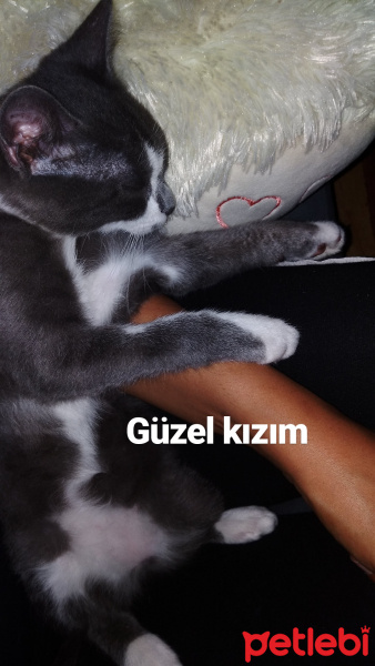 British Shorthair, Kedi  Minnok fotoğrafı