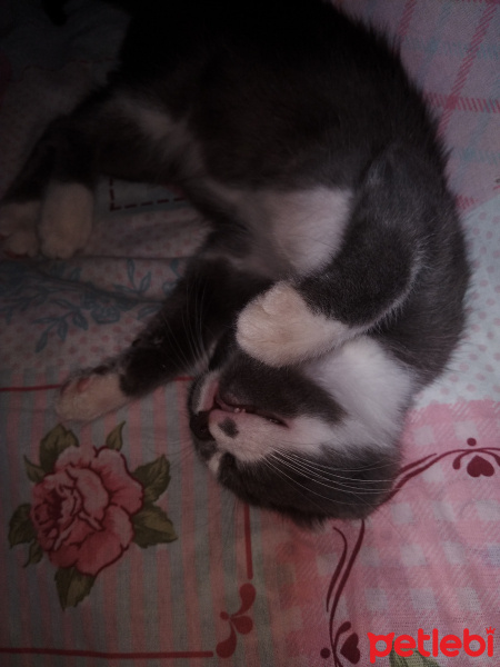 British Shorthair, Kedi  Minnok fotoğrafı