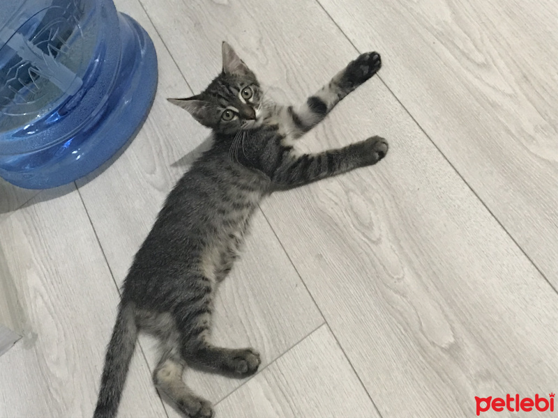 Tekir Kedi, Kedi  Piraye fotoğrafı