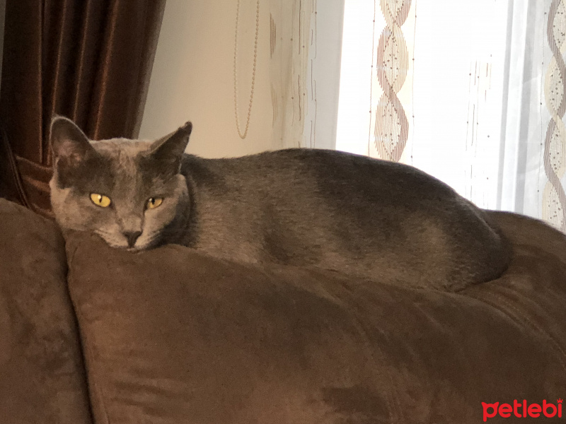 British Shorthair, Kedi  Bıdık fotoğrafı