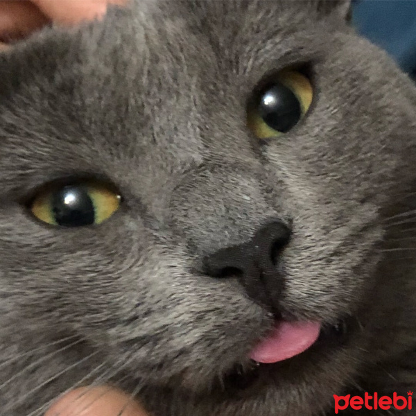 British Shorthair, Kedi  Bıdık fotoğrafı