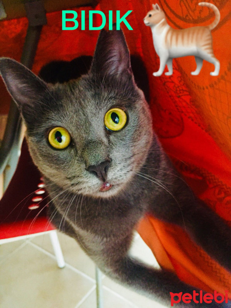 British Shorthair, Kedi  Bıdık fotoğrafı