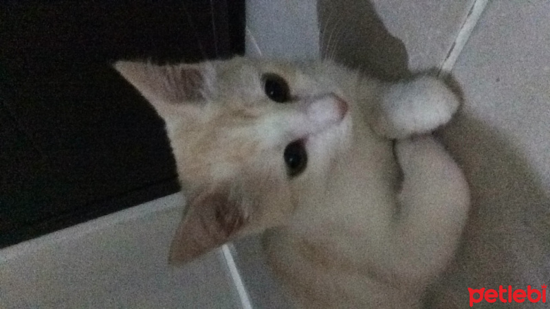 Tekir Kedi, Kedi  lena fotoğrafı