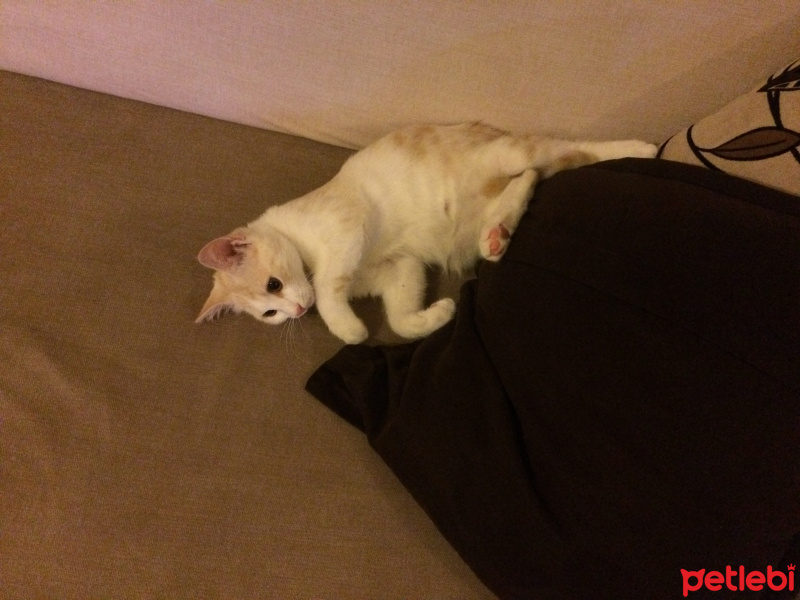 Tekir Kedi, Kedi  lena fotoğrafı