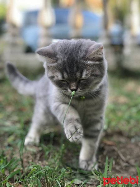 British Shorthair, Kedi  Oscar fotoğrafı