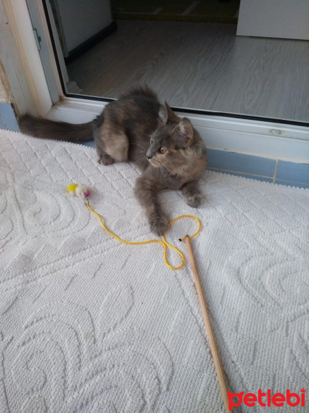 Chinchilla, Kedi  Zeliş fotoğrafı