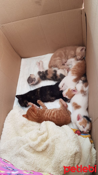 Tekir Kedi, Kedi  kedicikler fotoğrafı