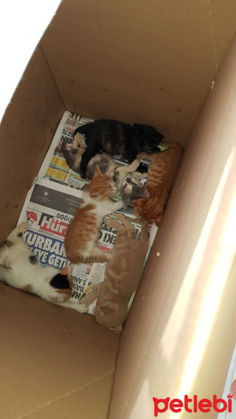 Tekir Kedi, Kedi  kedicikler fotoğrafı