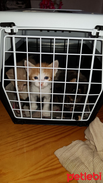 Tekir Kedi, Kedi  kedicikler fotoğrafı