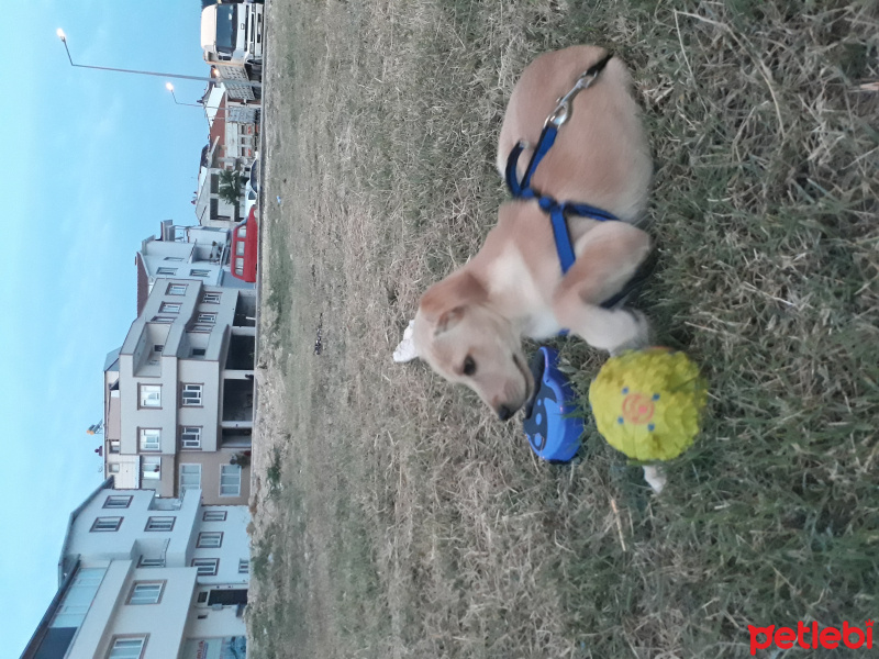 Jack Russell Terrier, Köpek  Paşa fotoğrafı