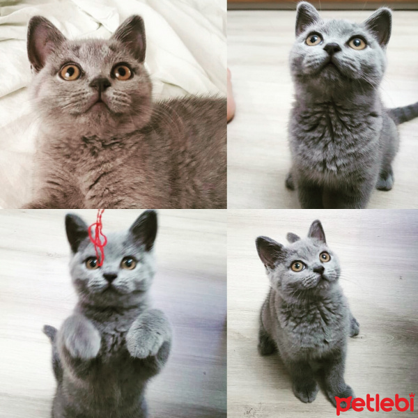 British Shorthair, Kedi  müezza fotoğrafı