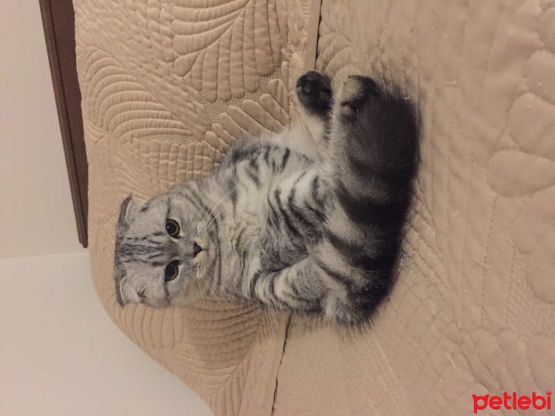 Scottish Fold, Kedi  Poncik fotoğrafı