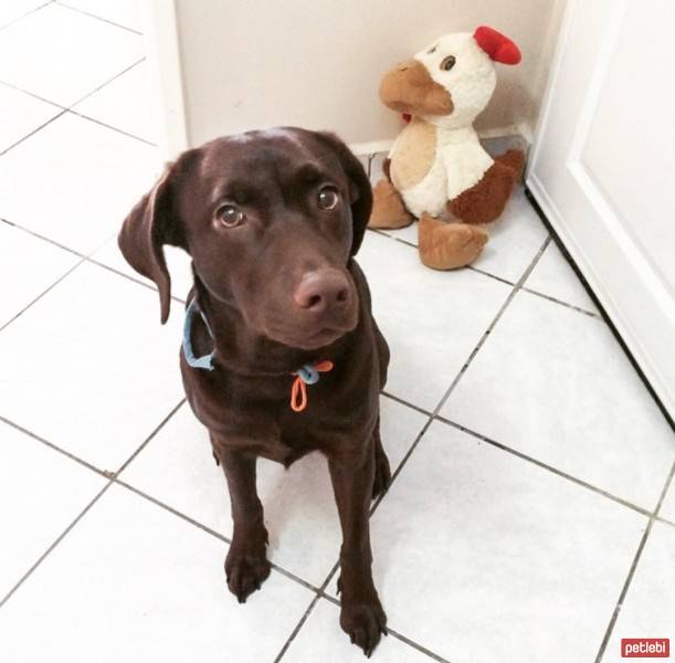 Labrador Retriever, Köpek  HERA fotoğrafı