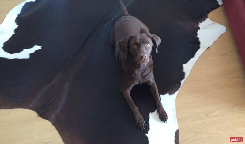 Labrador Retriever, Köpek  HERA fotoğrafı