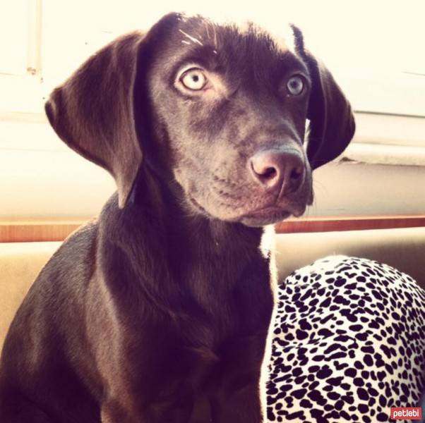 Labrador Retriever, Köpek  HERA fotoğrafı