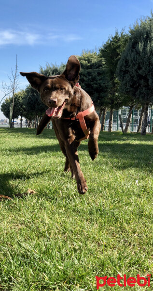 Labrador Retriever, Köpek  HERA fotoğrafı