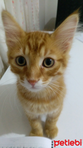 Tekir Kedi, Kedi  Ekrem fotoğrafı