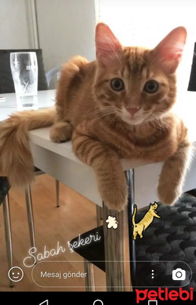 Tekir Kedi, Kedi  Ekrem fotoğrafı
