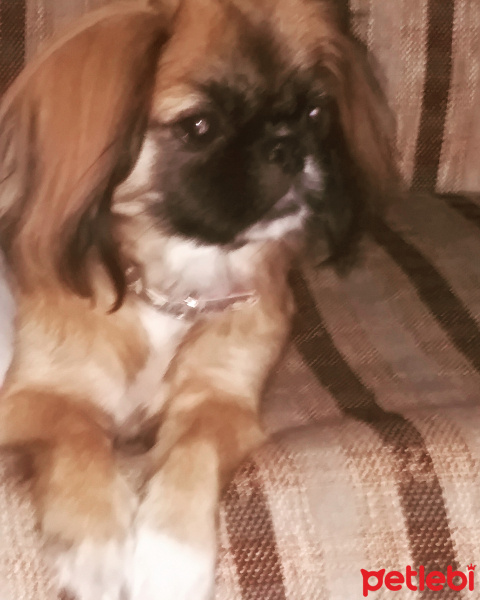 Pekingese, Köpek  karanfil fotoğrafı