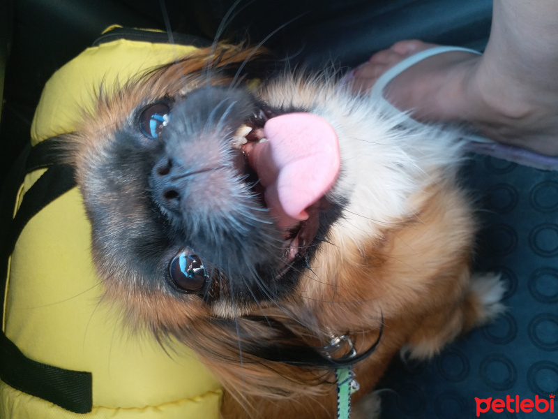 Pekingese, Köpek  karanfil fotoğrafı