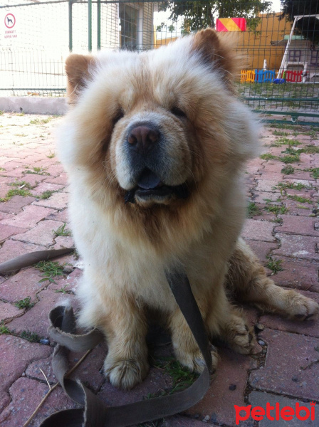 Chow Chow (çin Aslanı), Köpek  Aslan fotoğrafı