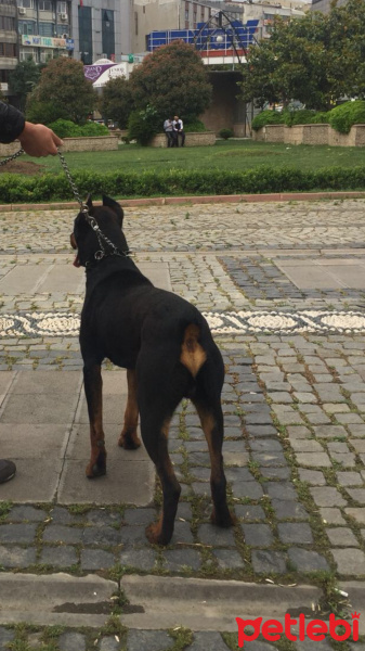 Doberman Pinscher, Köpek  kral fotoğrafı
