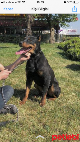 Doberman Pinscher, Köpek  kral fotoğrafı