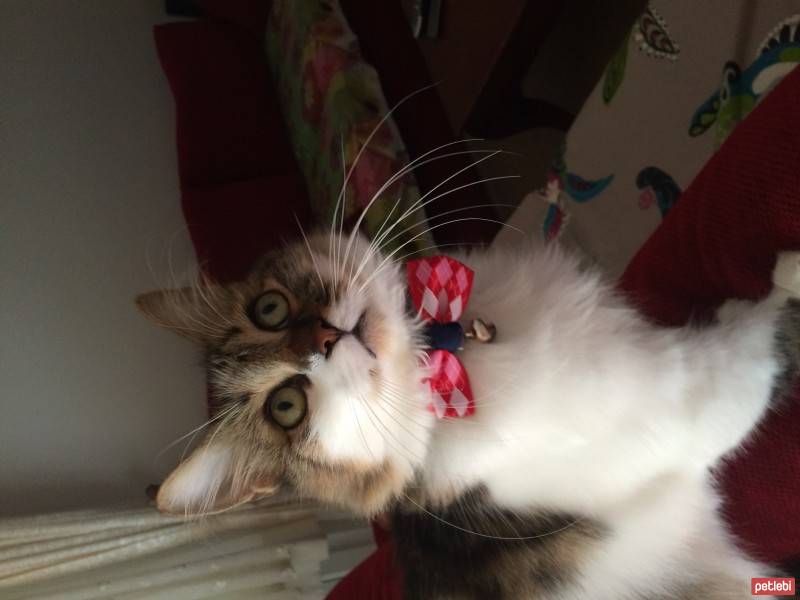 Tekir Kedi, Kedi  Yakışıklı fotoğrafı