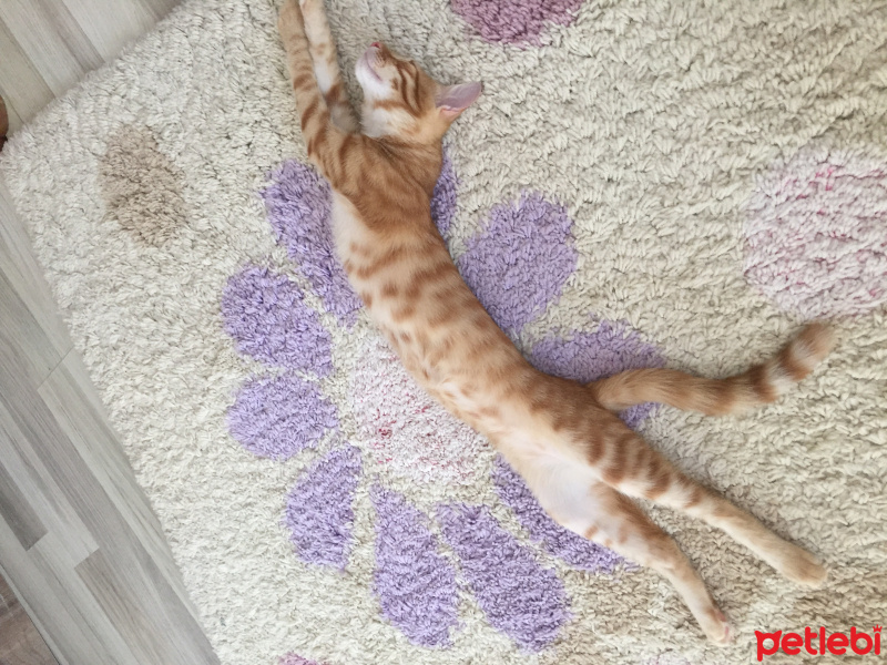 Tekir Kedi, Kedi  Sosis fotoğrafı