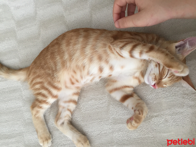 Tekir Kedi, Kedi  Sosis fotoğrafı