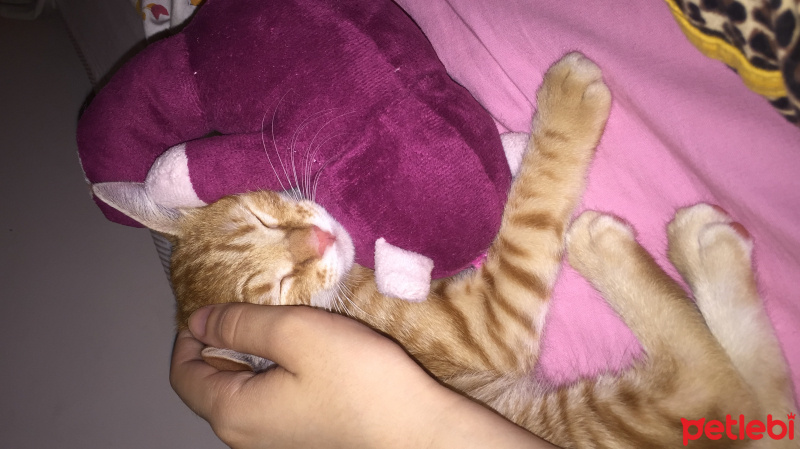 Tekir Kedi, Kedi  Sosis fotoğrafı
