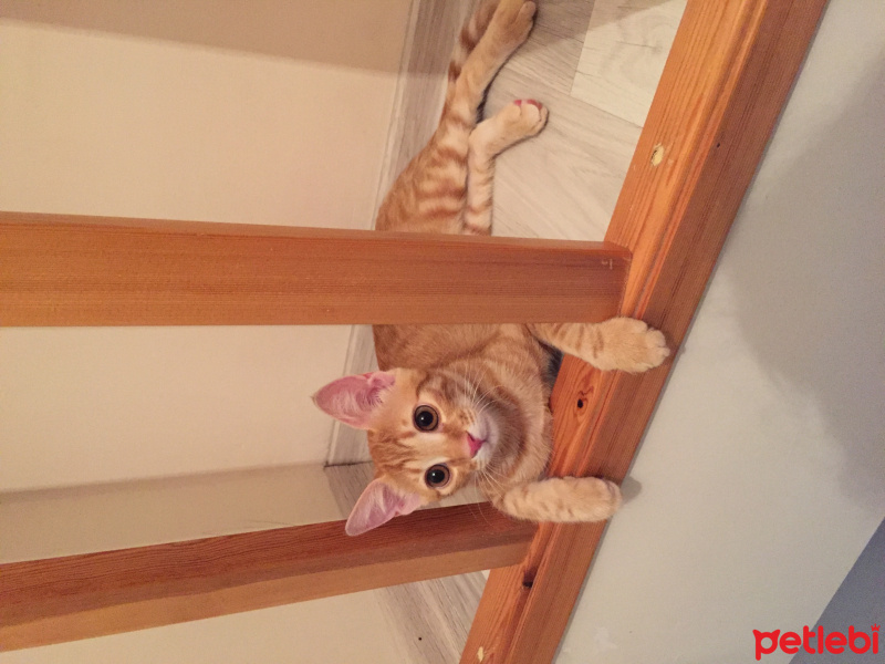 Tekir Kedi, Kedi  Sosis fotoğrafı