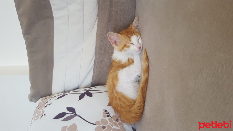Tekir Kedi, Kedi  Limon fotoğrafı