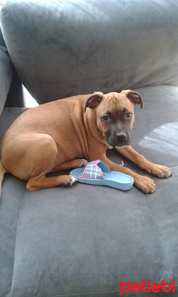 Boxer, Köpek  Meyvis yani  mavis;) fotoğrafı