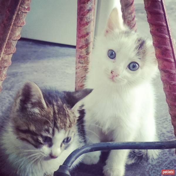 Birman, Kedi  Zeytin ve Pamuk  fotoğrafı