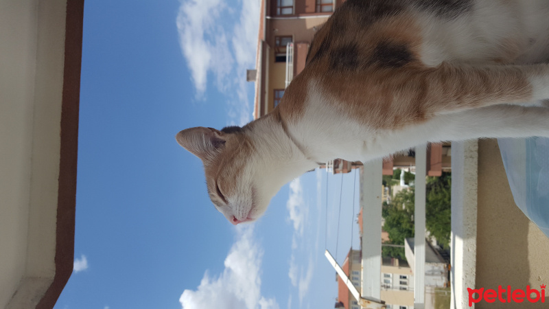 Tekir Kedi, Kedi  Minnak fotoğrafı