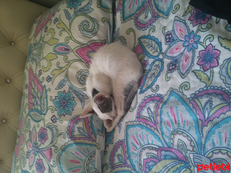 Tekir Kedi, Kedi  pisi fotoğrafı