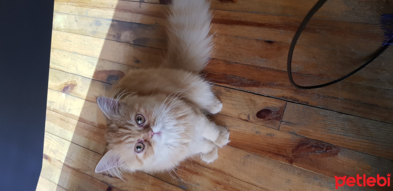 İran Kedisi (Persian), Kedi  Lokum fotoğrafı