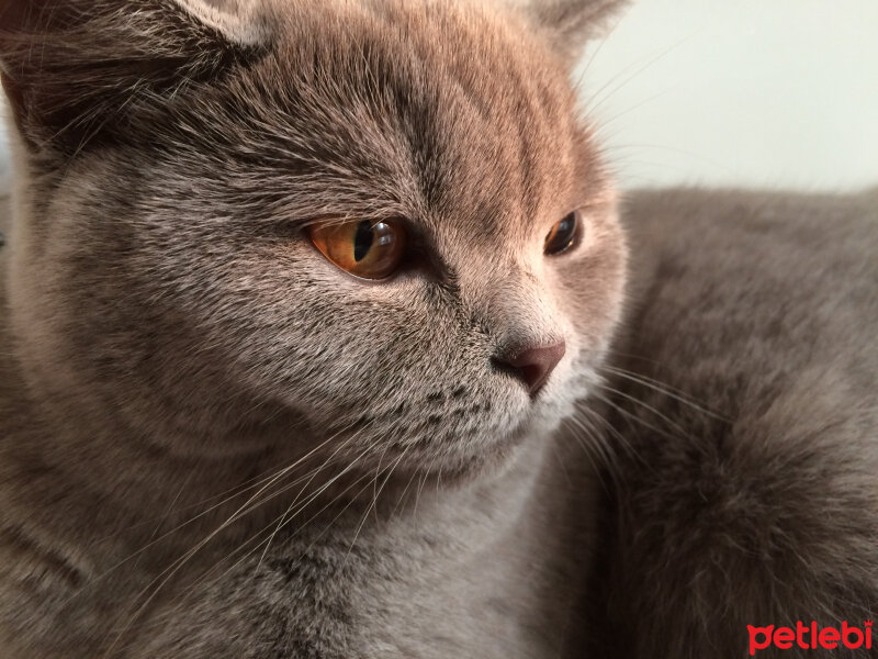 British Shorthair, Kedi  Church fotoğrafı