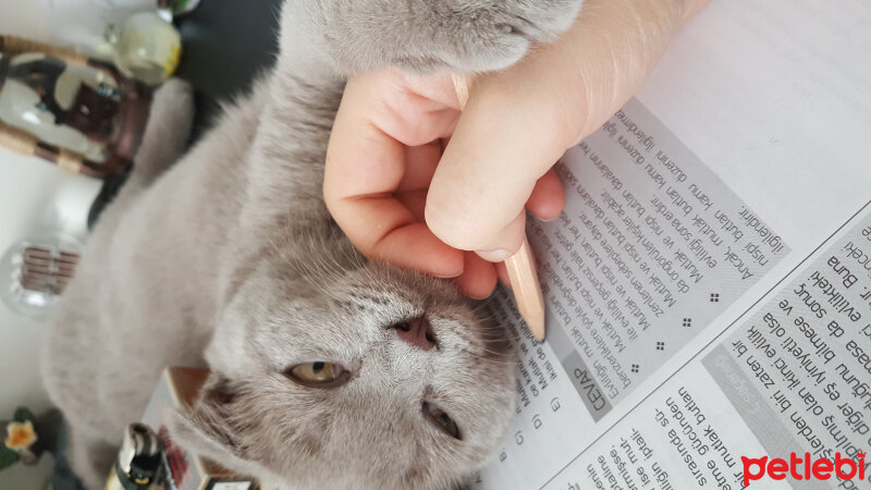 Scottish Fold, Kedi  Nietzche fotoğrafı